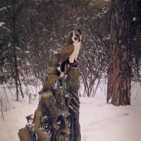 В гостях у сказки :: Василий Дворецкий