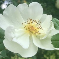 Белая роза. :: Pippa 