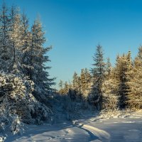 Зимний лес 2022 :: Galina Iskandarova