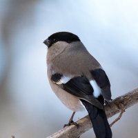 *** :: Владимир Безбородов