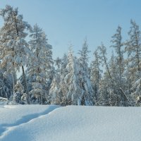 Снежная свежесть :: Galina Iskandarova