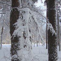 Снежная зима :: Лидия (naum.lidiya)
