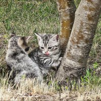 Два сереньких котёнка... :: Валентина *