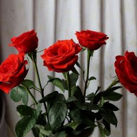Яркие розы в февральский день :: Надежд@ Шавенкова