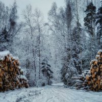 Зимний лес :: Виктор Изотов