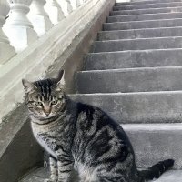 Кот на лестнице :: Pippa 