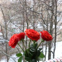 Розы на окне, март за окном и снег идёт с дождём :: Надежд@ Шавенкова