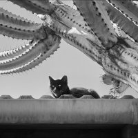 Время Чёрного Кота. :: Валерий Готлиб