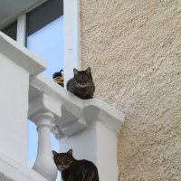 Коты на балконе. :: Иван Обожин