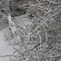 Снежный март за окном :: Надежд@ Шавенкова
