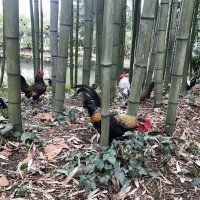 Куры в бамбуковом лесу :: Pippa 