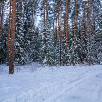 Зимний лес. :: Михаил Пименов