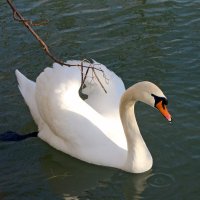 Белый лебедь на пруду... :: Алексей Дмитриев