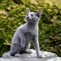 Котята, русская голубая 2,5 месяца. Питомник Гиперборей фото 3. :: Герман Воробьев