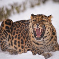 Дальневосточный леопард :: cfysx 
