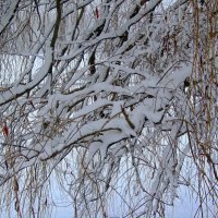 Ветви в снегу :: Сергей Карачин