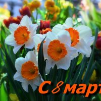 С праздником Весны - 8 марта!!! :: Ольга Русанова (olg-rusanowa2010)