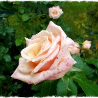 Роза для вас, женщины, подруги! :: Лия ☼