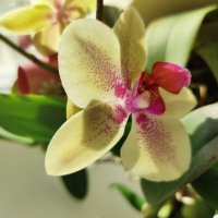 Орхидеи весенние :: Татьяна Лютаева