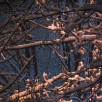 Ночной снегопад 07.03.22. :: Oleg4618 Шутченко