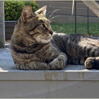 Зеленоградский кот. :: Валерия Комова
