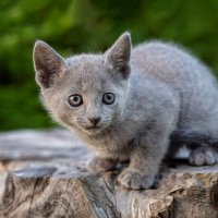 Котята, русская голубая 1 мес 3 нед. Питомник Гиперборей фото 4. :: Герман Воробьев