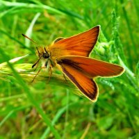 Толстоголовка тире (лат. Thymelicus lineola) — бабочка из семейства толстоголовок. :: Ivan Vodonos