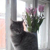 Прекрасная Серафима и тюльпаны :: Наталья 