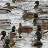 Уточки в холодных водах декабря... :: Татьяна Гнездилова