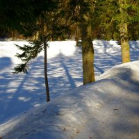 Синие тени на мартовском снегу... :: Юрий Куликов