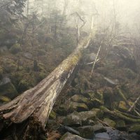 Туманный лес :: Эдуард Куклин