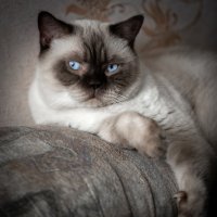 Эти голубые глаза. :: Олег Чернышев
