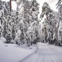 Задумчивый лес, разодетый в наряд белоснежный :: Vladimbormotov 