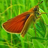 Толстоголовка тире (лат. Thymelicus lineola) — бабочка из семейства толстоголовок :: Ivan Vodonos