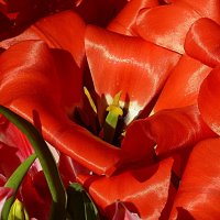 Пылают счастьем красные тюльпаны :: Лидия Бусурина