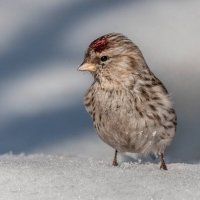 Чечётка. :: Николай Охотник