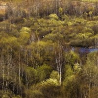 Весна на болоте. :: Петр Беляков