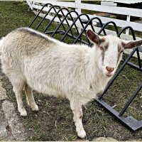 Знаменская коза. :: Валерия Комова