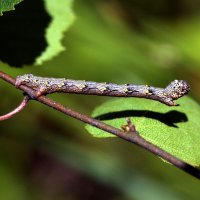 Гусеница бабочки Пяденицы волосистой (Lycia hirtaria (Linnaeus, 1761) :: Павел Морозов