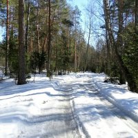 Весенний лес. :: Милешкин Владимир Алексеевич 