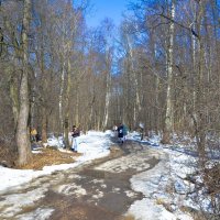 Пленэр в мартовском лесу :: Oleg4618 Шутченко