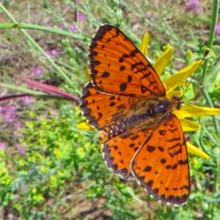 Рябець червоний (Melitaea didyma) — вид денних метеликів родини сонцевиків (Nymphalidae :: Ivan Vodonos