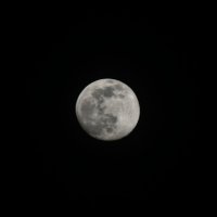 Почти полная луна :: Катерина Шалеева (Reineke_Fox)