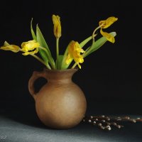 Высохли тюльпаны :: Ирина Баскакова
