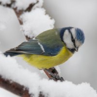 Лазоревка (лат. Cyanistes caeruleus) :: Денис Ветренко