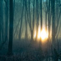 Мистический туманный лес :: Антон Парфентьев