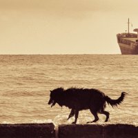 Собакен на море :: Sssergeo 