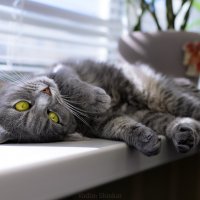 Кошка Люська под весенними лучами солнца :: Вадим Фотограф