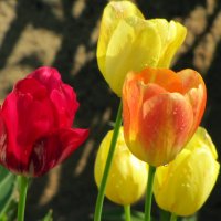 Весна! Цветут тюльпаны! :: Татьяна Гнездилова