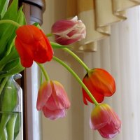 Тюльпаны в интерьере...)) :: Татьяна Гнездилова